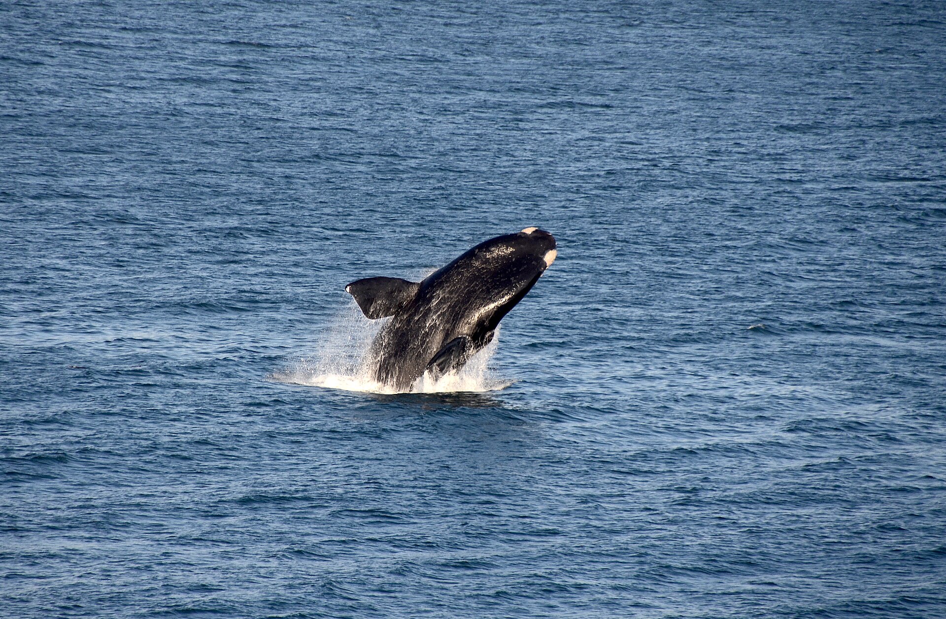 A Southern Right whale breaching off the South African coast